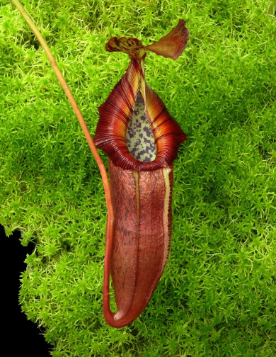 Nepenthes singalana x (burbidgeae x edwardsiana) BE-3984