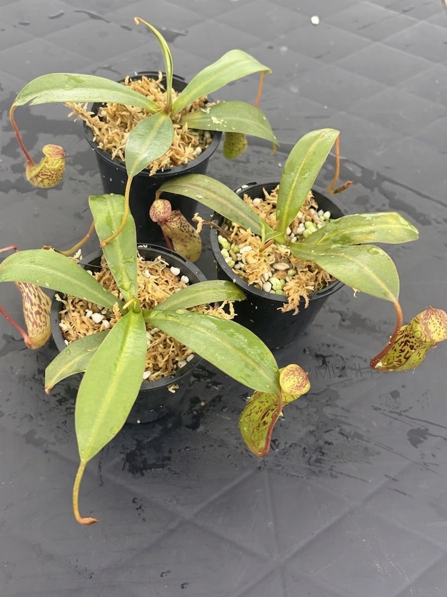 Nepenthes vogelii x ventricosa BE-4593