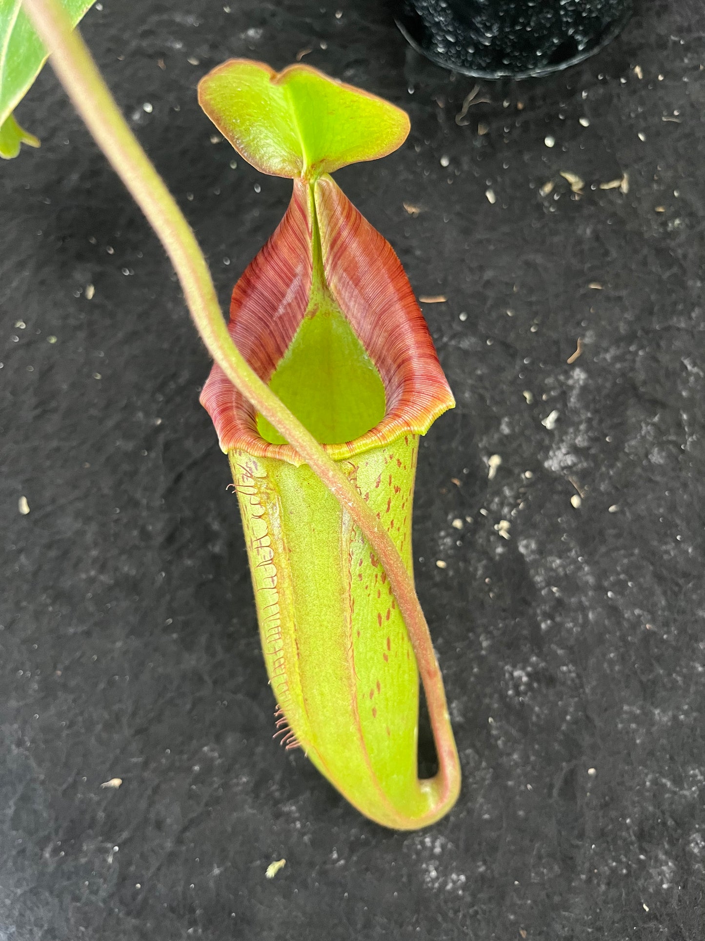 Nepenthes [lowii x (northiana x veitchii)] x (veitchii x burbidgeae) SG