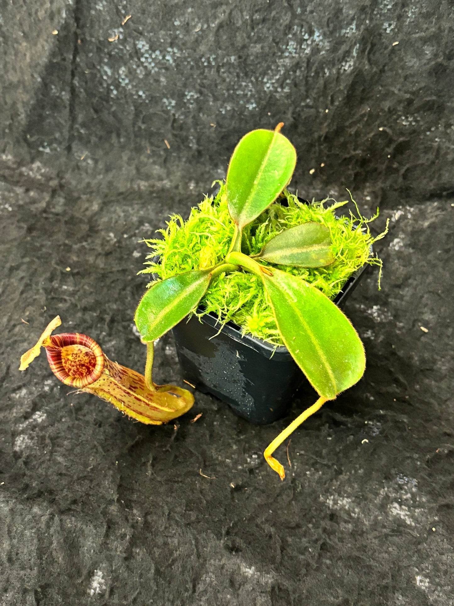 Nepenthes platychila x lowii SG