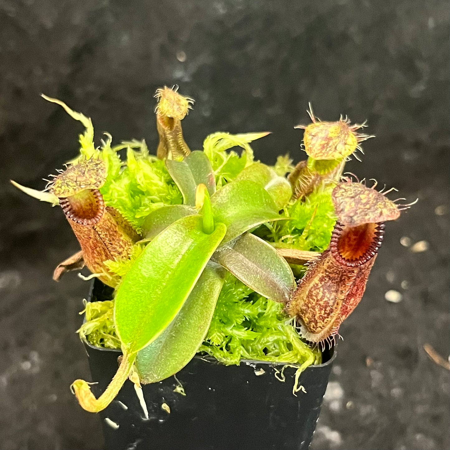 Nepenthes hamata SG