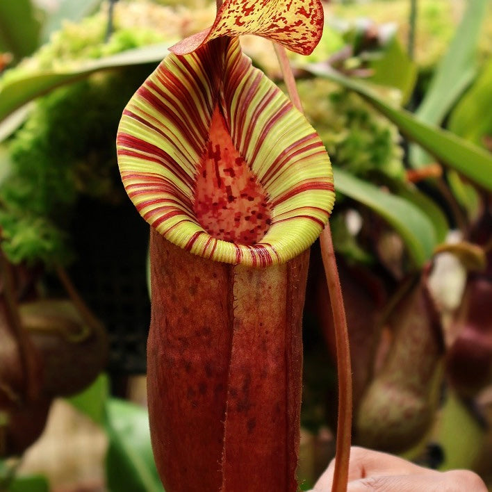 Nepenthes (veitchii x lowii) x (burbidgeae x edwardsiana) BE-3980