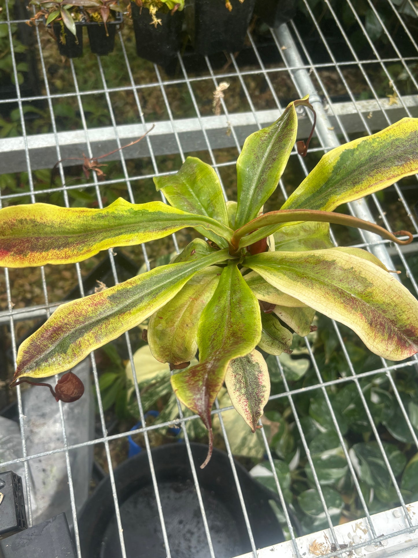 Nepenthes viking x ampullaria Variegated