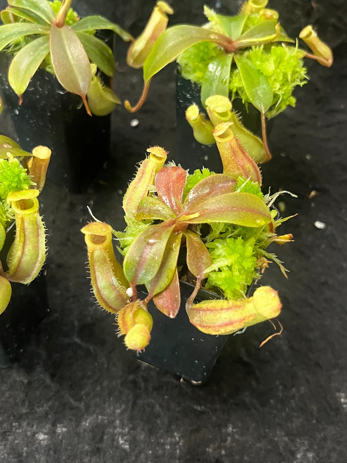 Nepenthes veitchii x ventricosa BE-4500