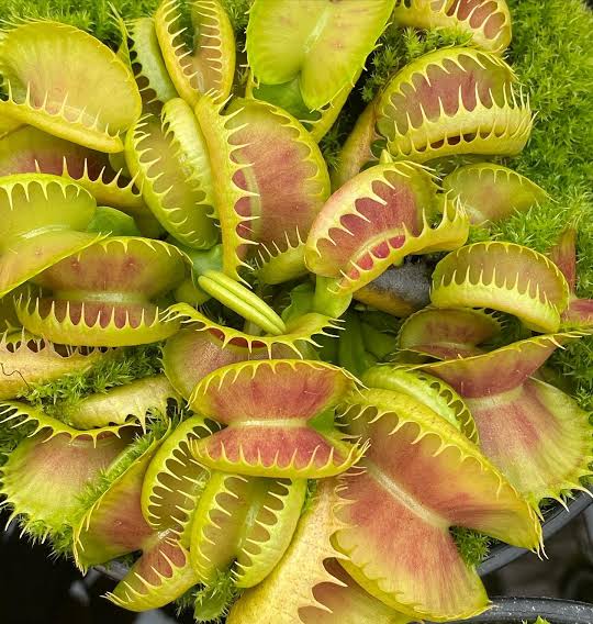 Dionaea muscipula 'Bloody Nurse'
