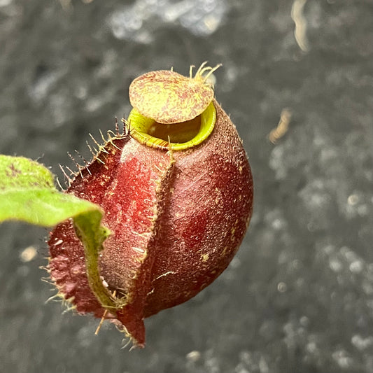 Nepenthes [mirabilis wings x (viking x ampullaria)] x (ampullaria x northiana) SG