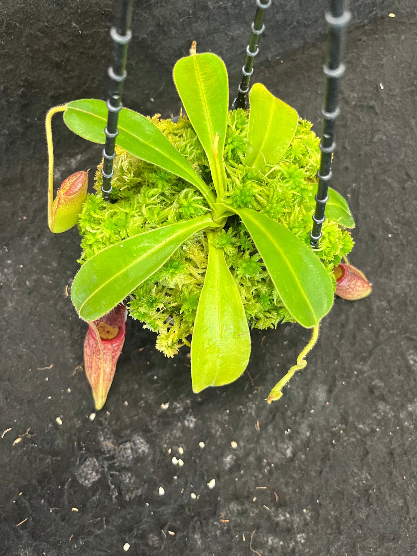 Nepenthes glandulifera x tenuis BE-3891