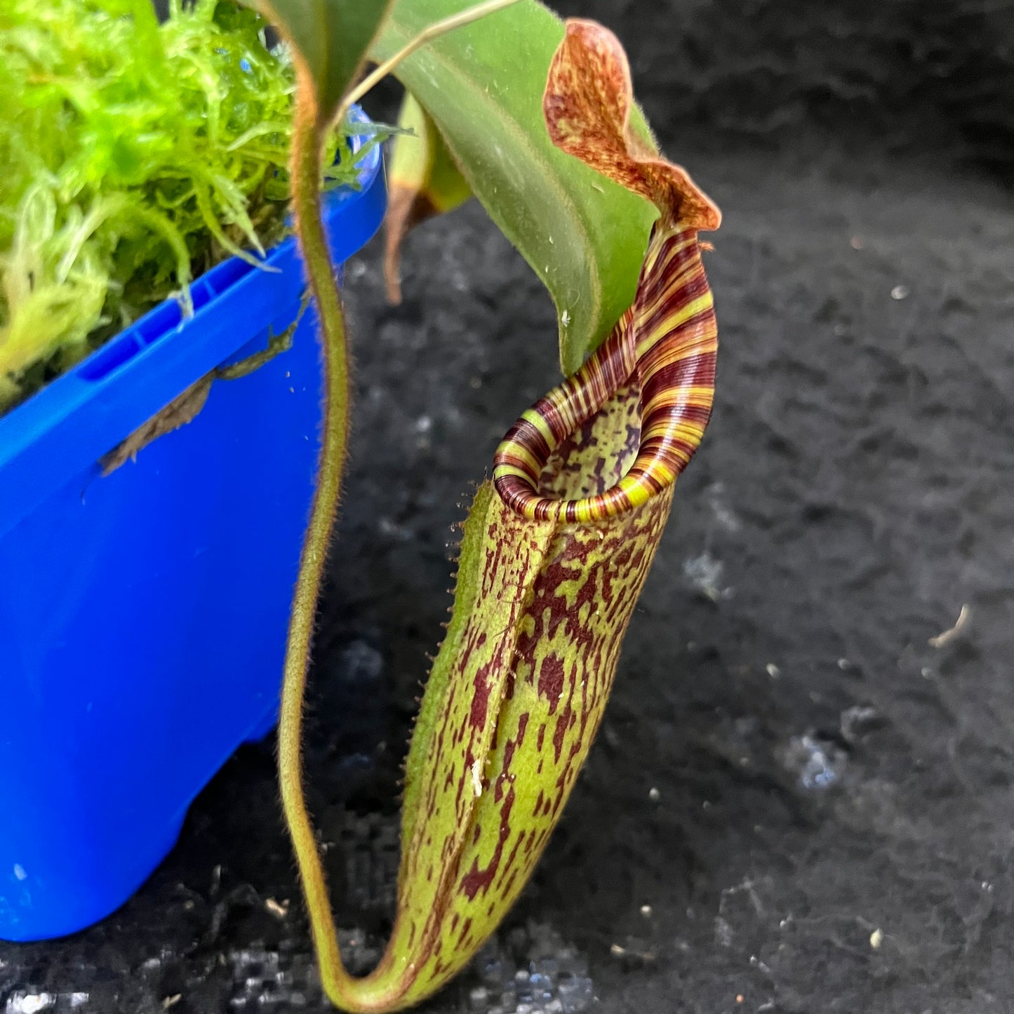 Nepenthes epiphytica x mollis