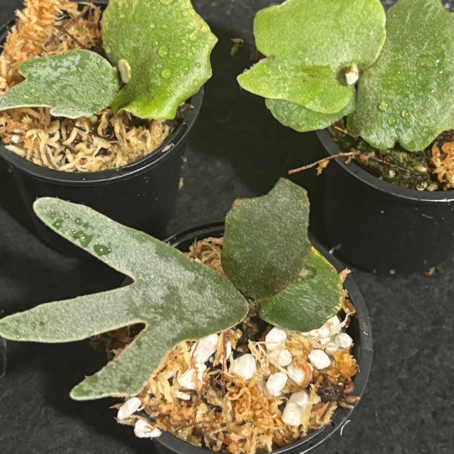 Platycerium Nano