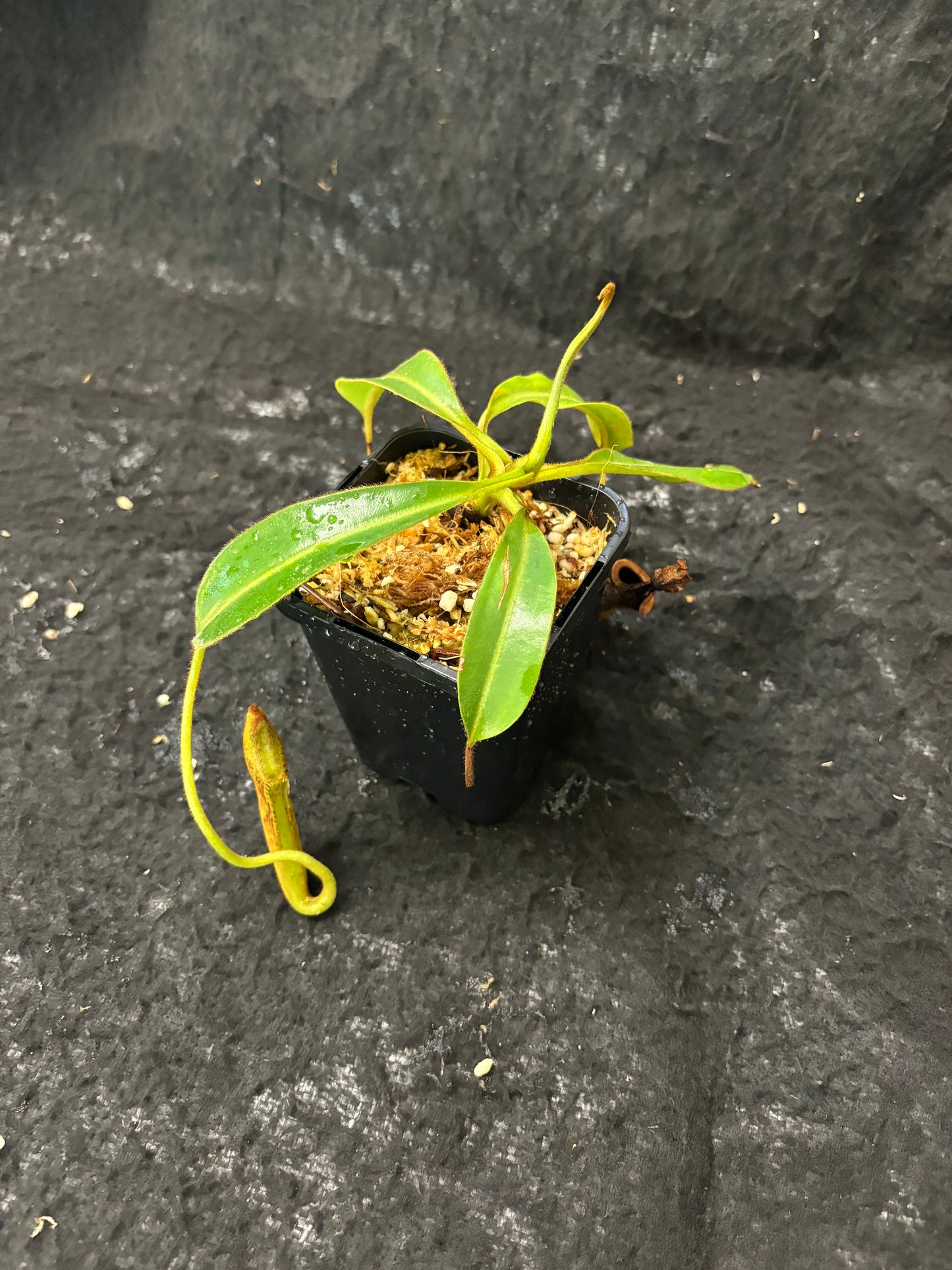 Nepenthes epiphytica x mollis