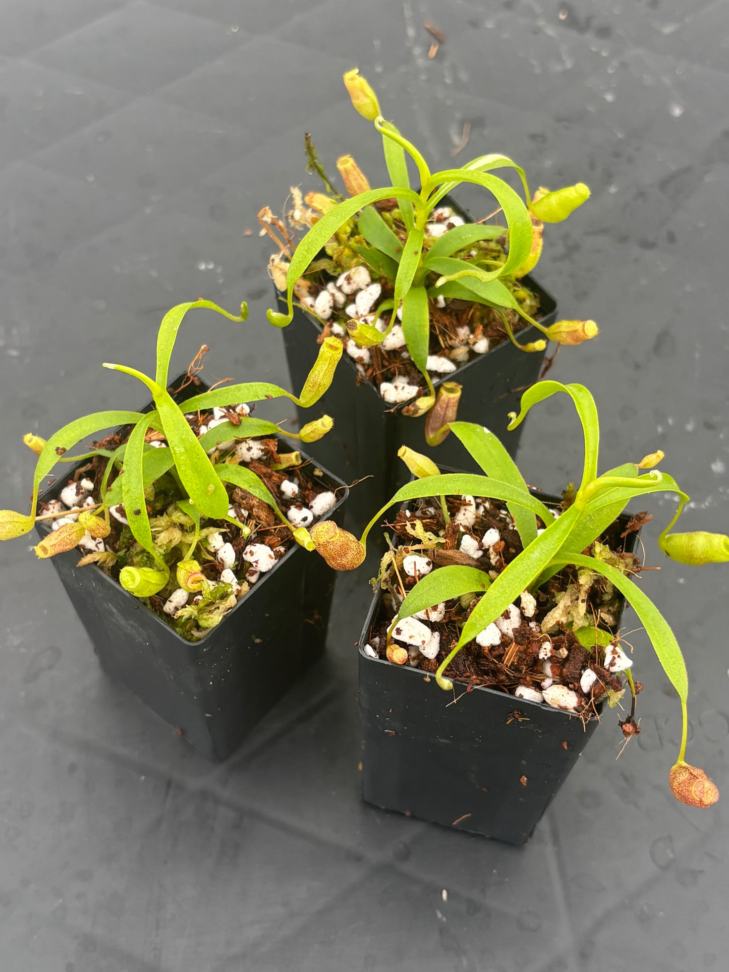 Nepenthes flava