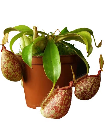 Nepenthes hookeriana