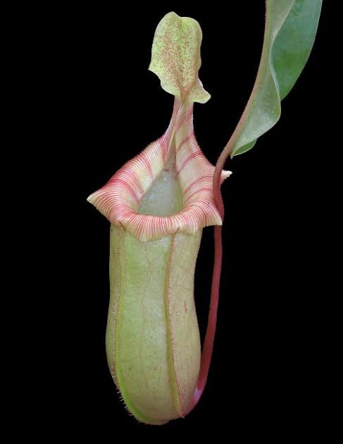 Nepenthes veitchii x ventricosa BE-4500