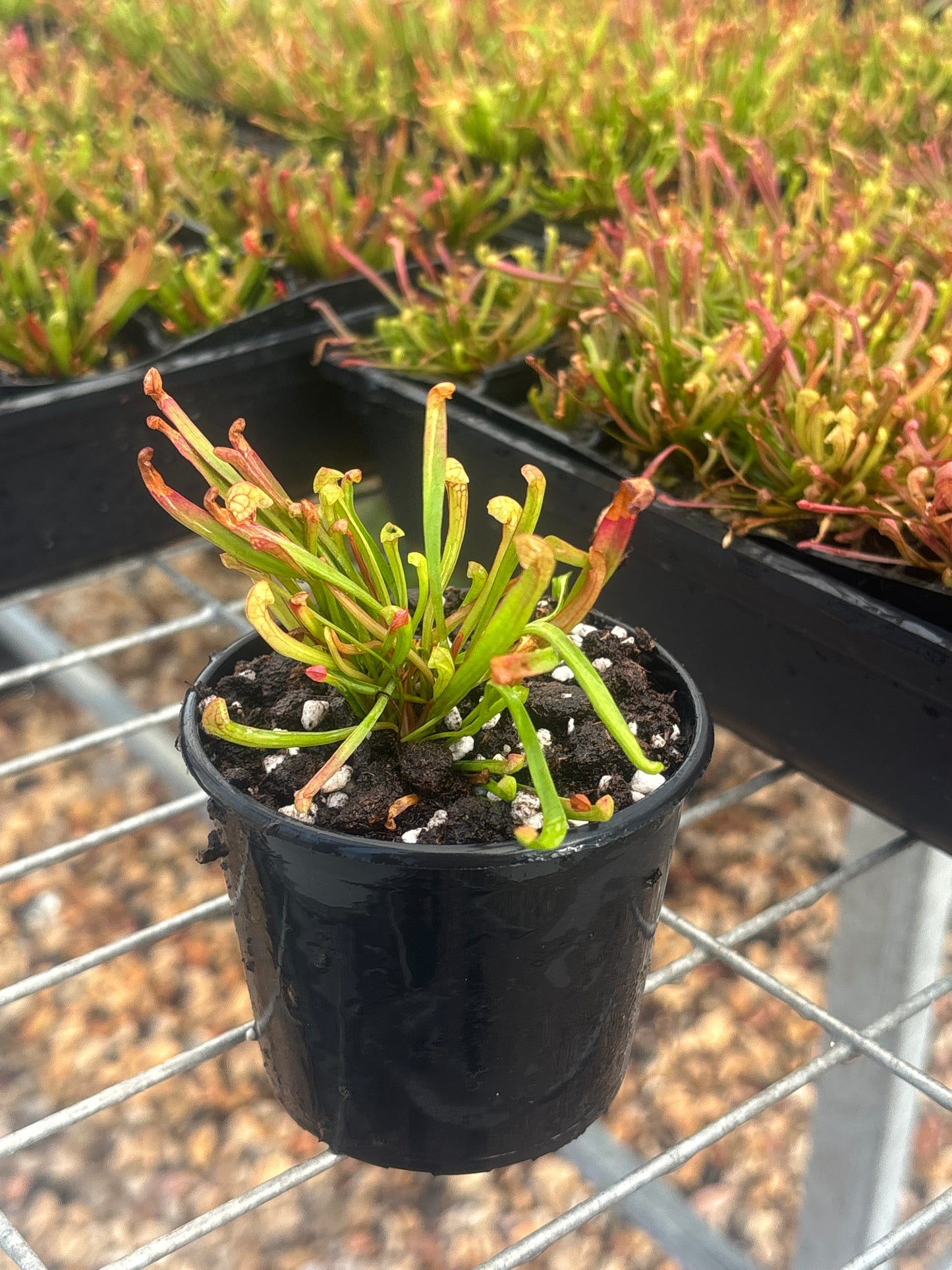 Sarracenia x Wrigleyana