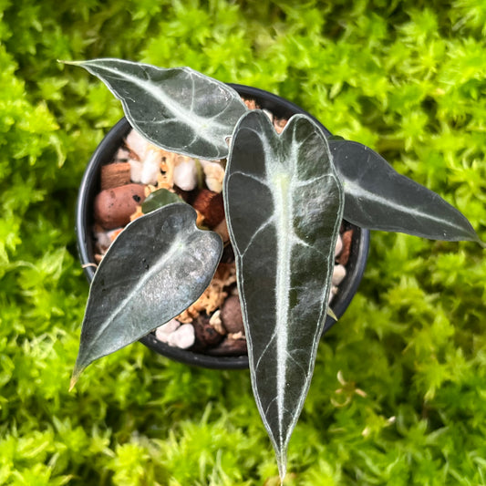 Alocasia x amazonica Bambino