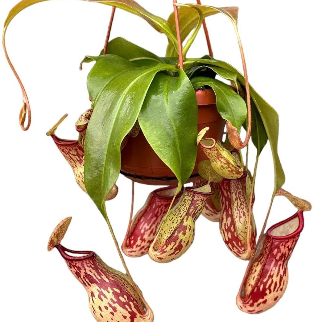 Nepenthes St Gaya