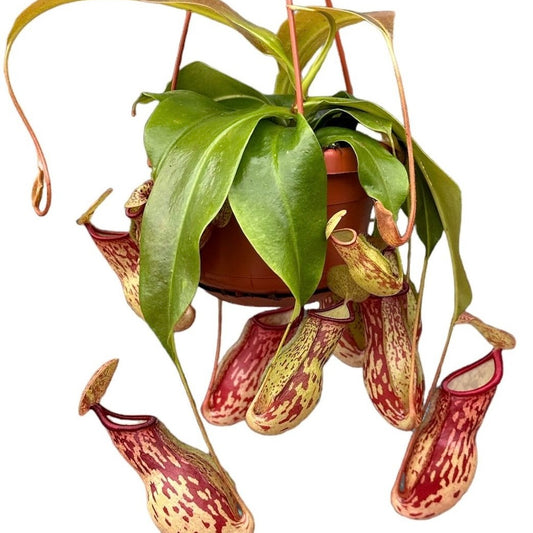 Nepenthes St Gaya