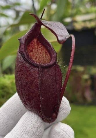 Nepenthes rajah x gymnamphora BE4575