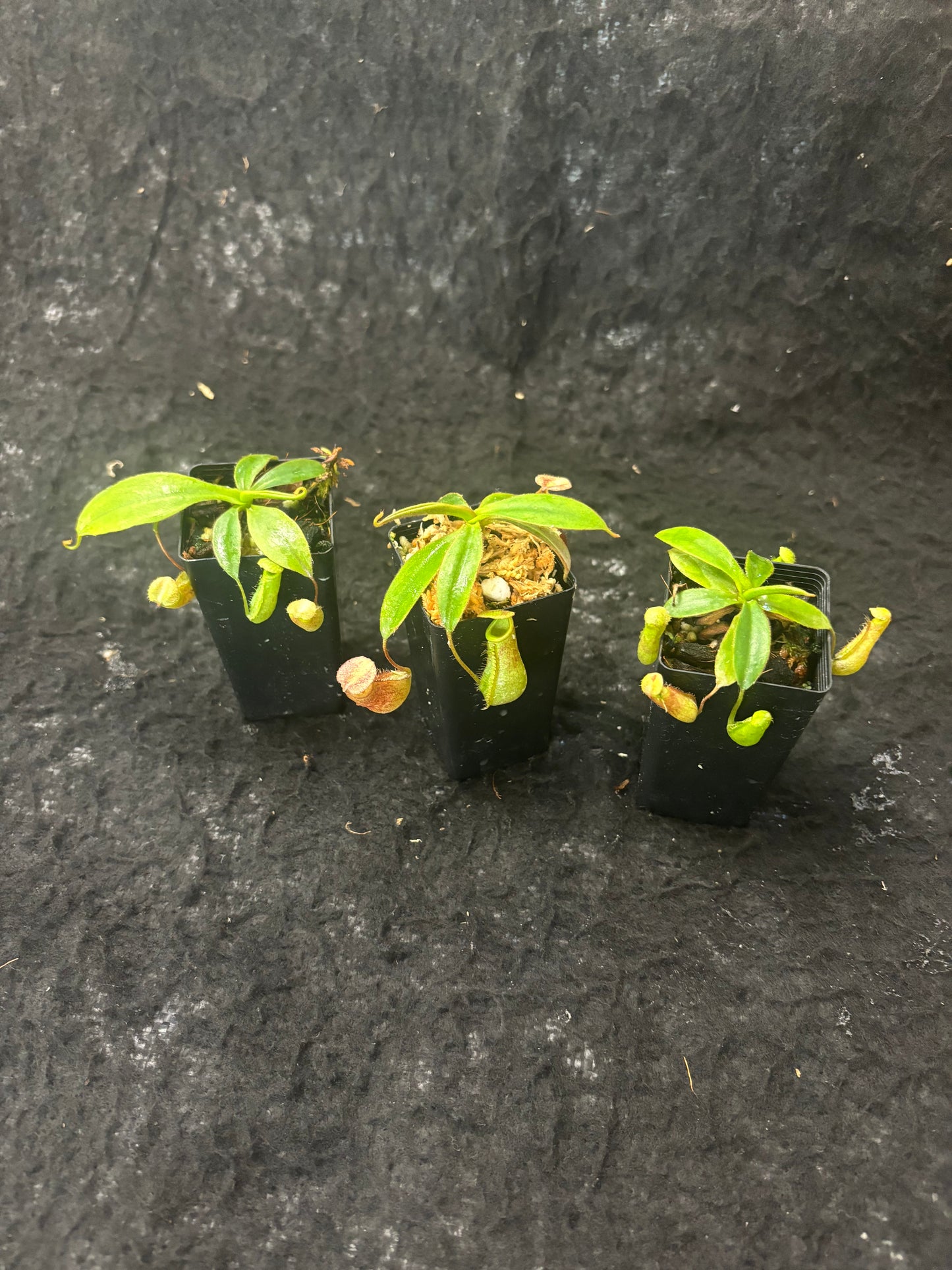 Nepenthes albomarginata x attenboroughii BE 4513