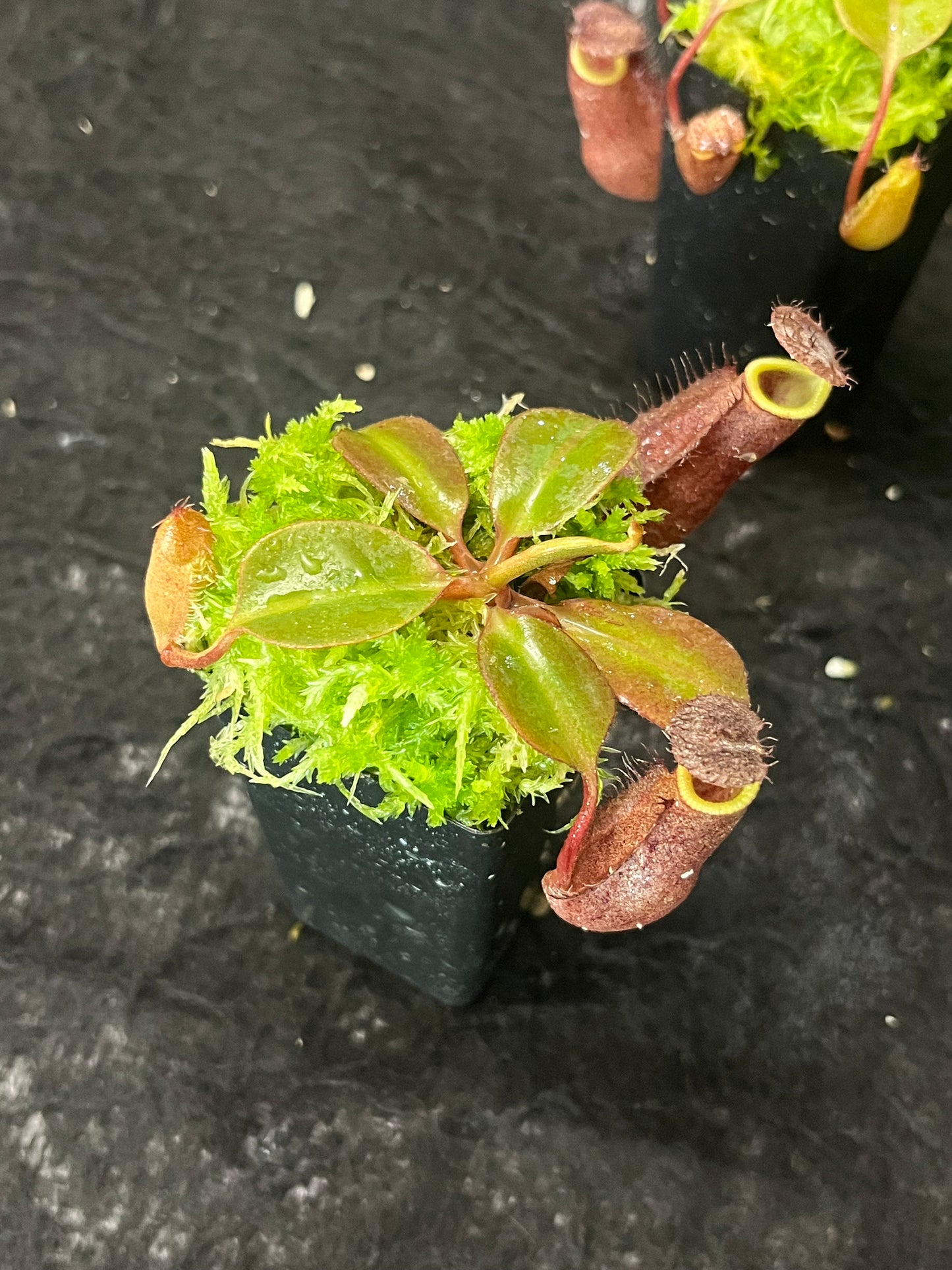 Nepenthes robcantleyi x palawanensis BE-4591