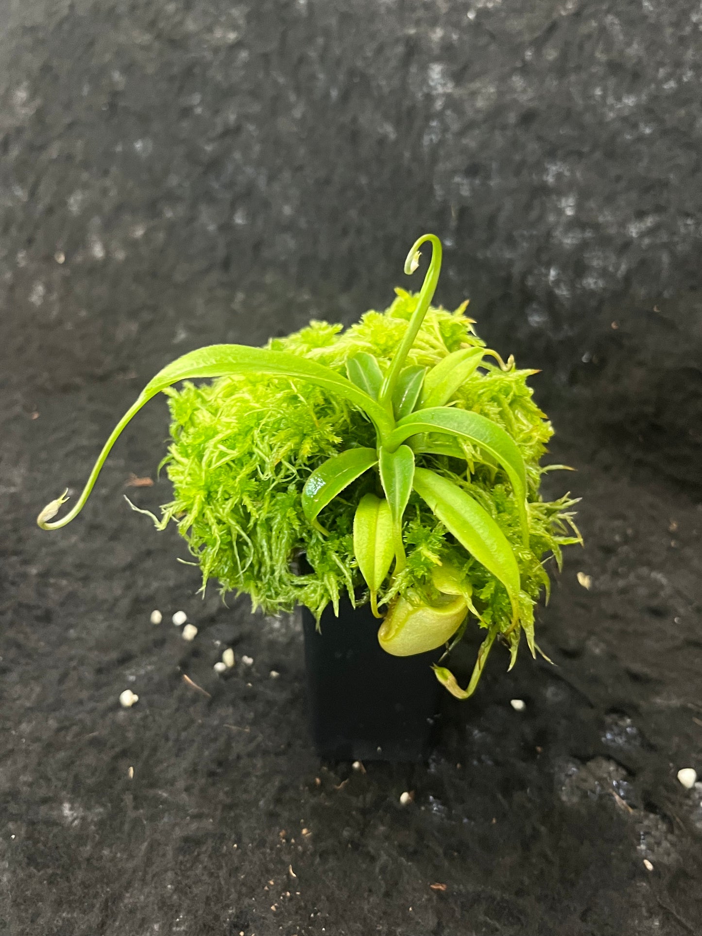 Nepenthes talangensis