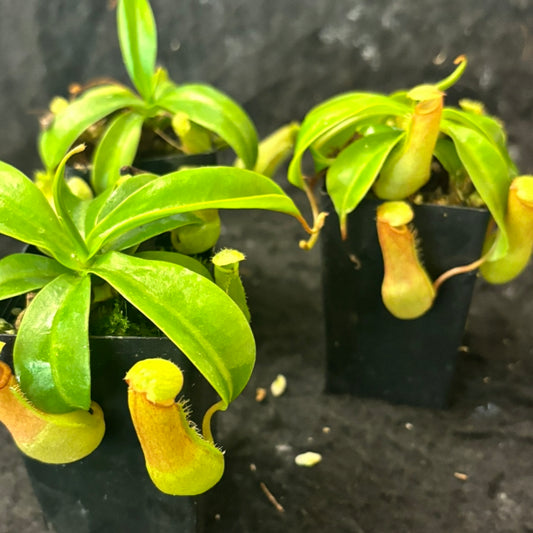 Nepenthes ventricosa SG