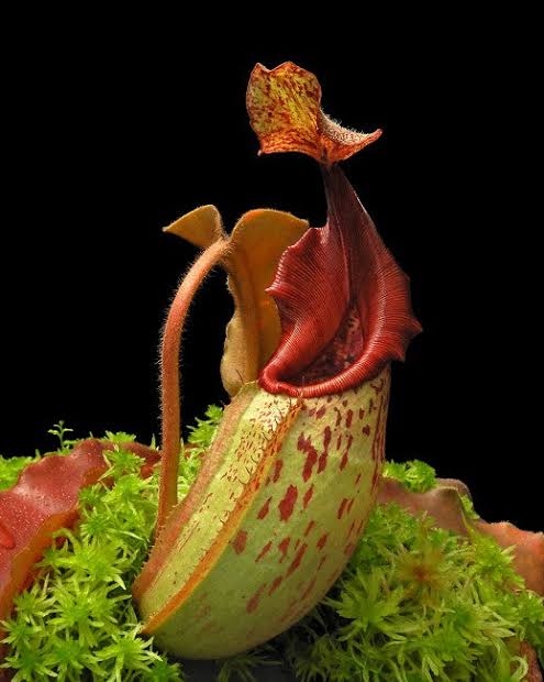 Nepenthes veitchii x maxima Wavey Leaf BE-4061