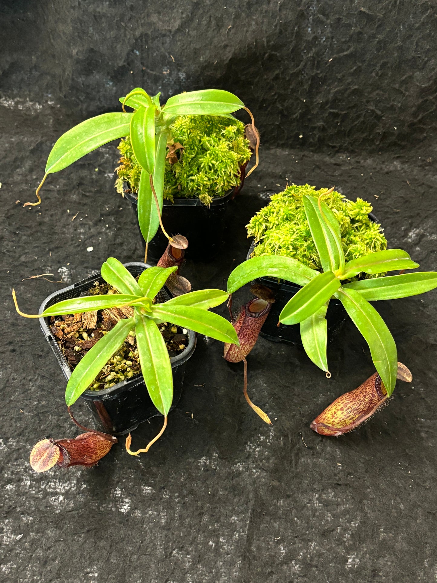 Nepenthes ventricosa x hamata BE-3672