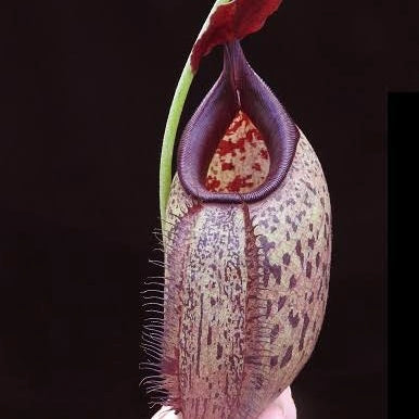 Nepenthes robcantleyi x aristolochioides BE-4036