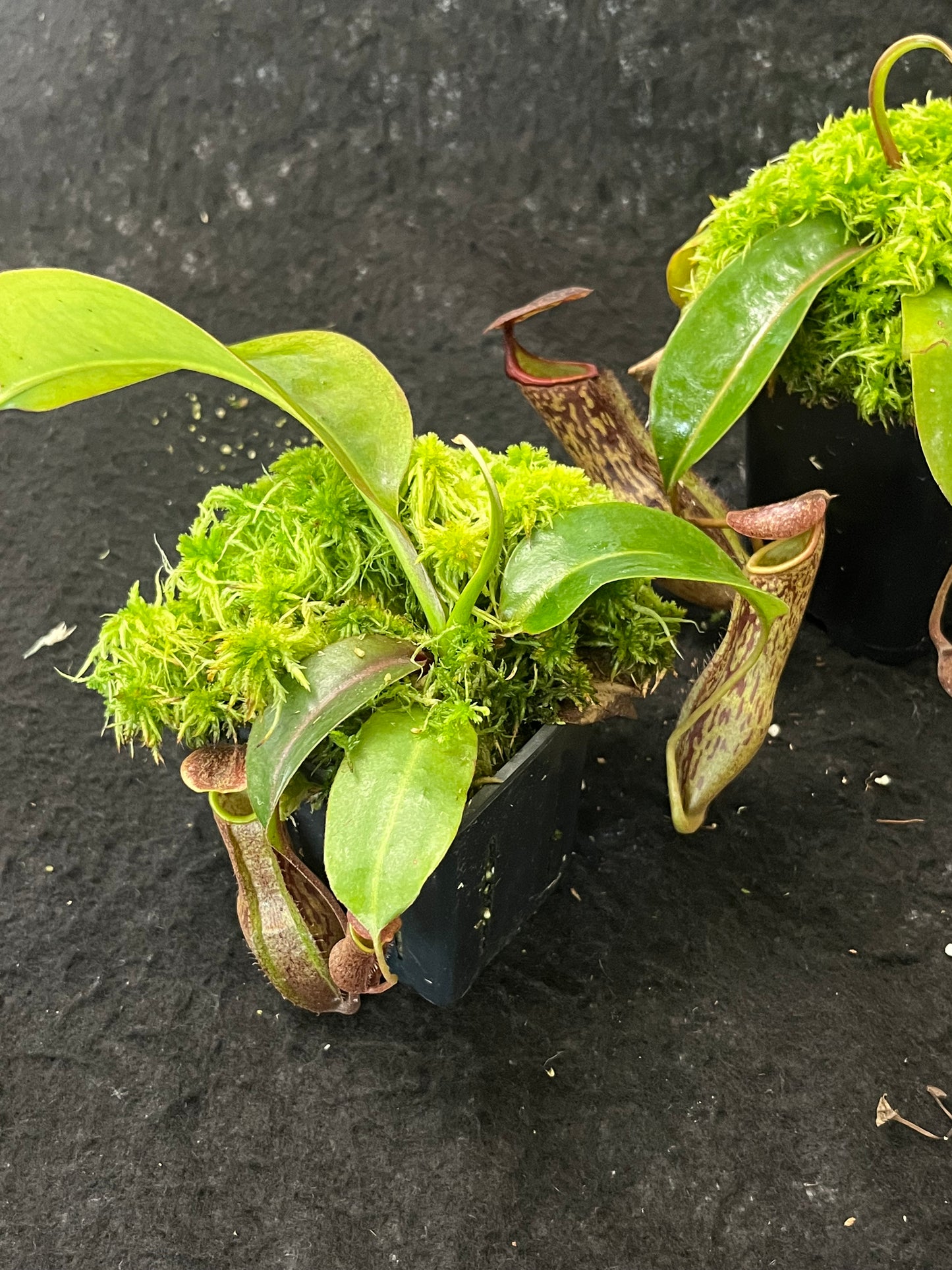 Nepenthes boschiana BE-3643