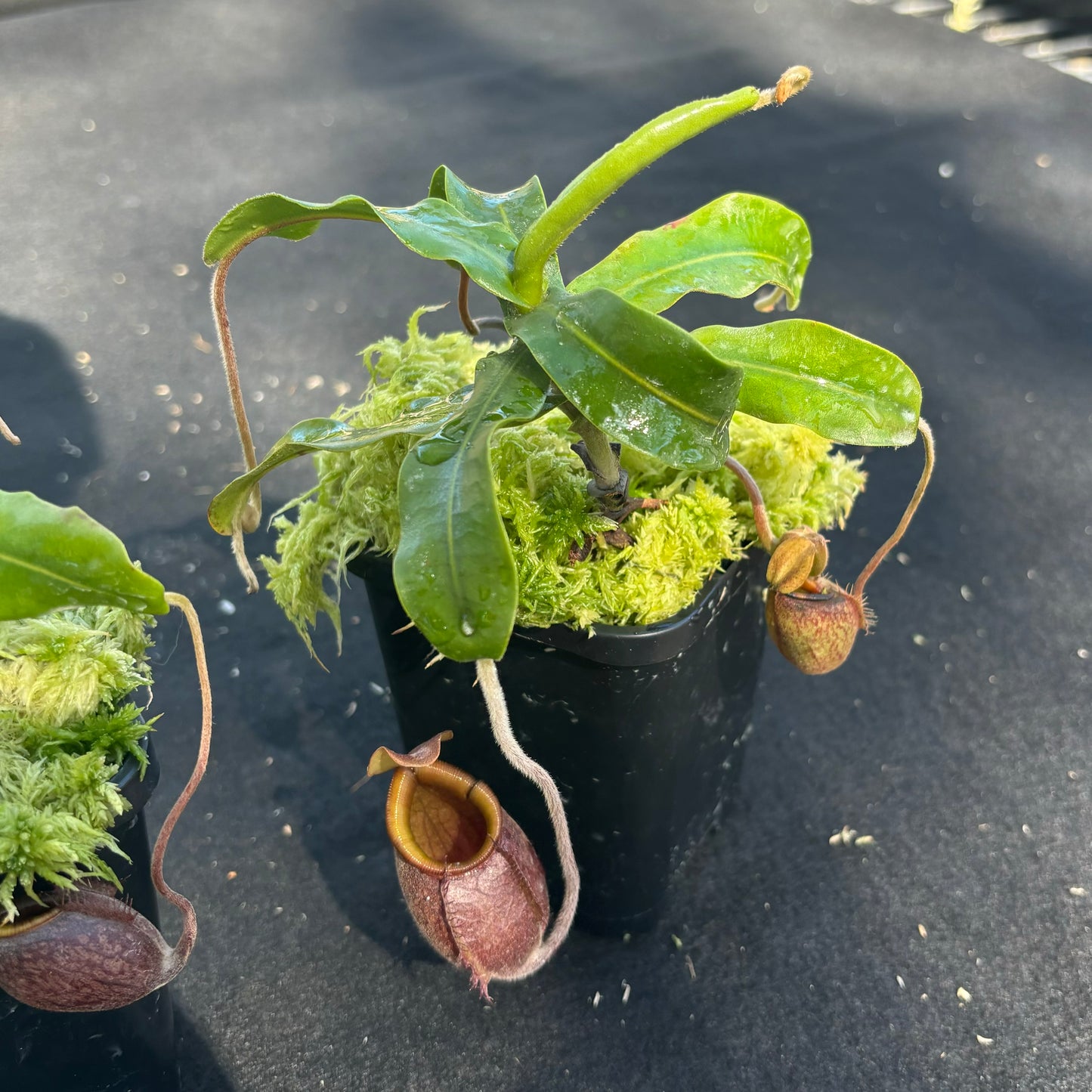 nepenthes undulatifolia Seed-grown