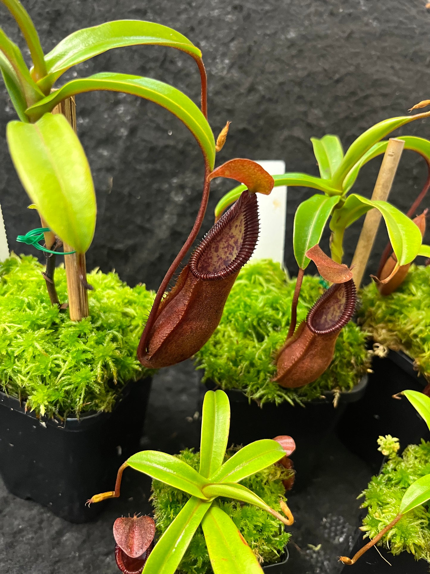 Nepenthes singalana x diabolica BE-3900