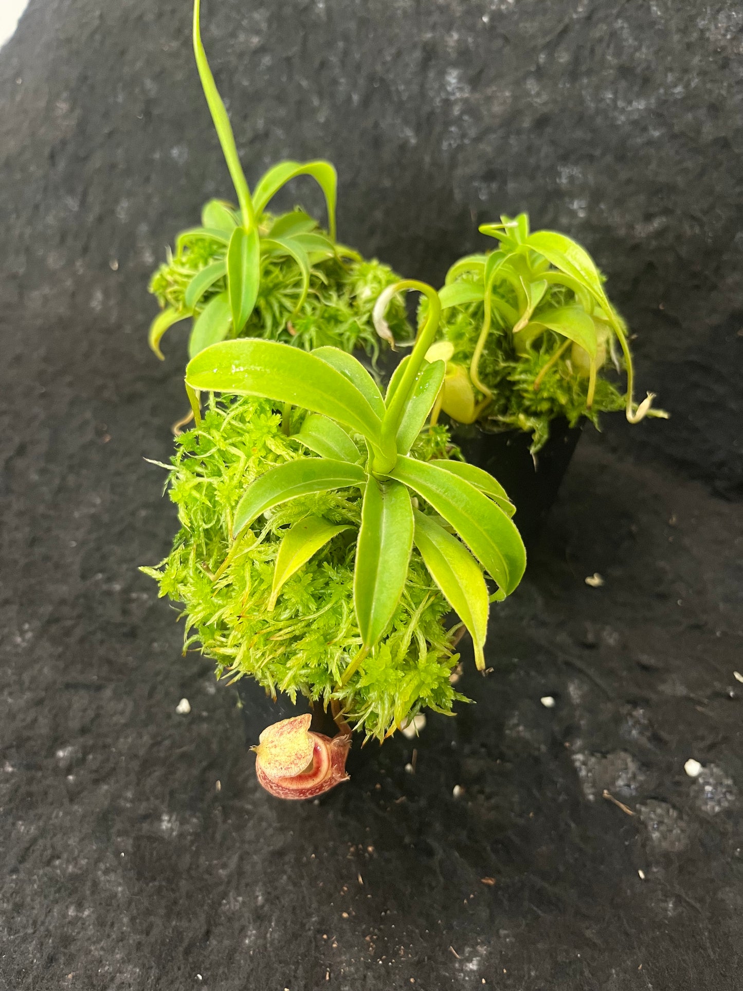 Nepenthes talangensis