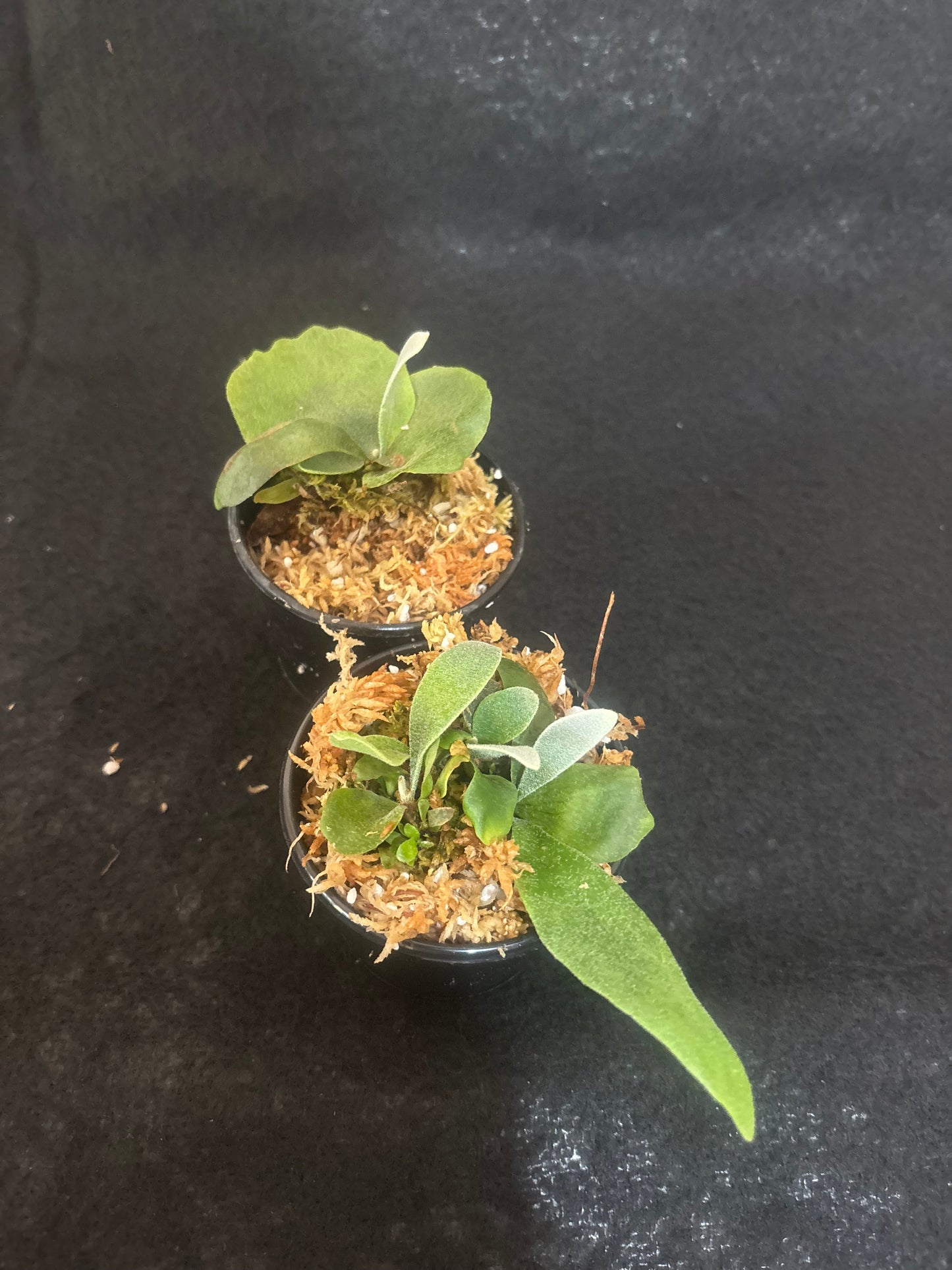 Platycerium Copper Will