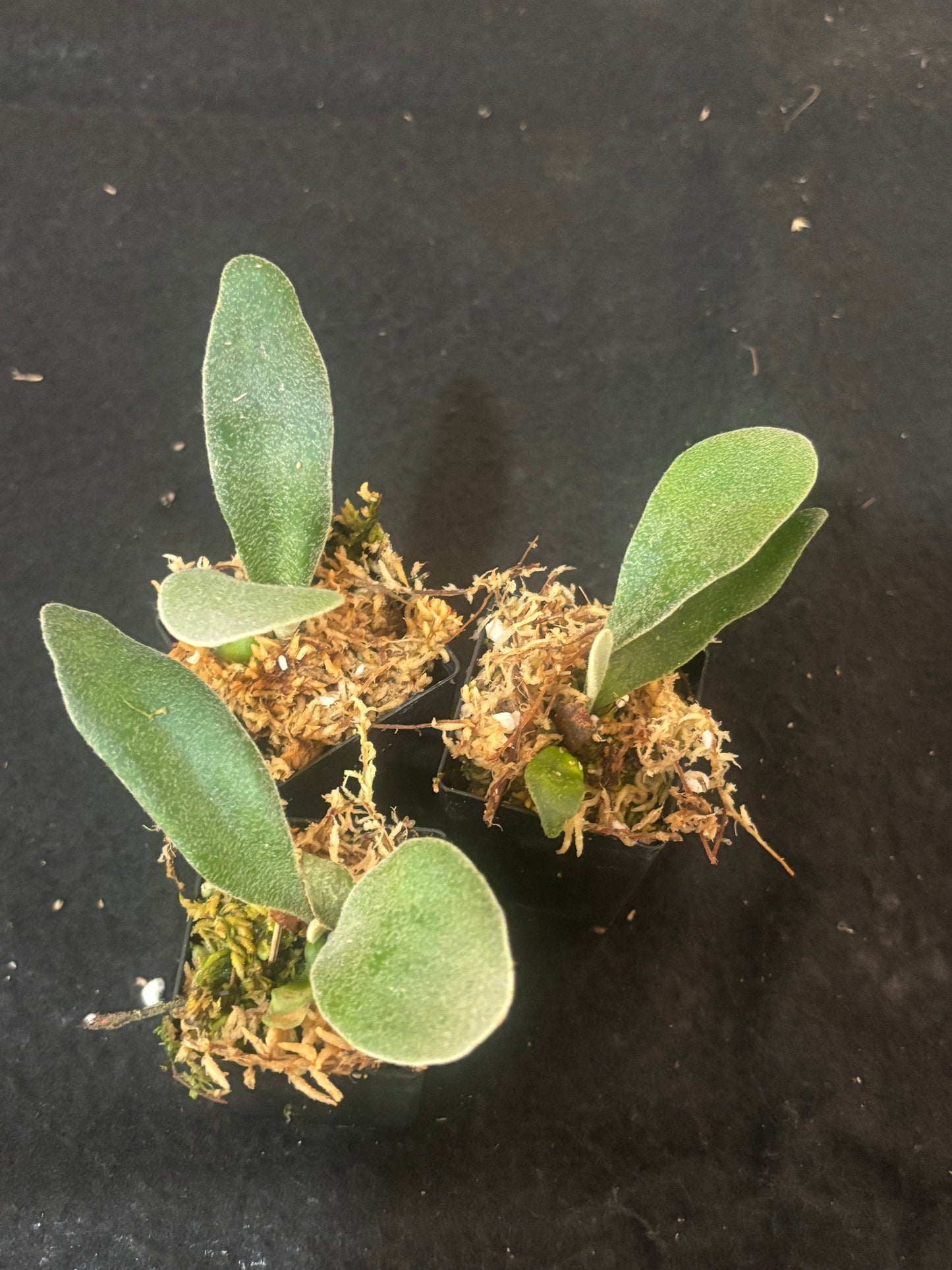 Platycerium Akki