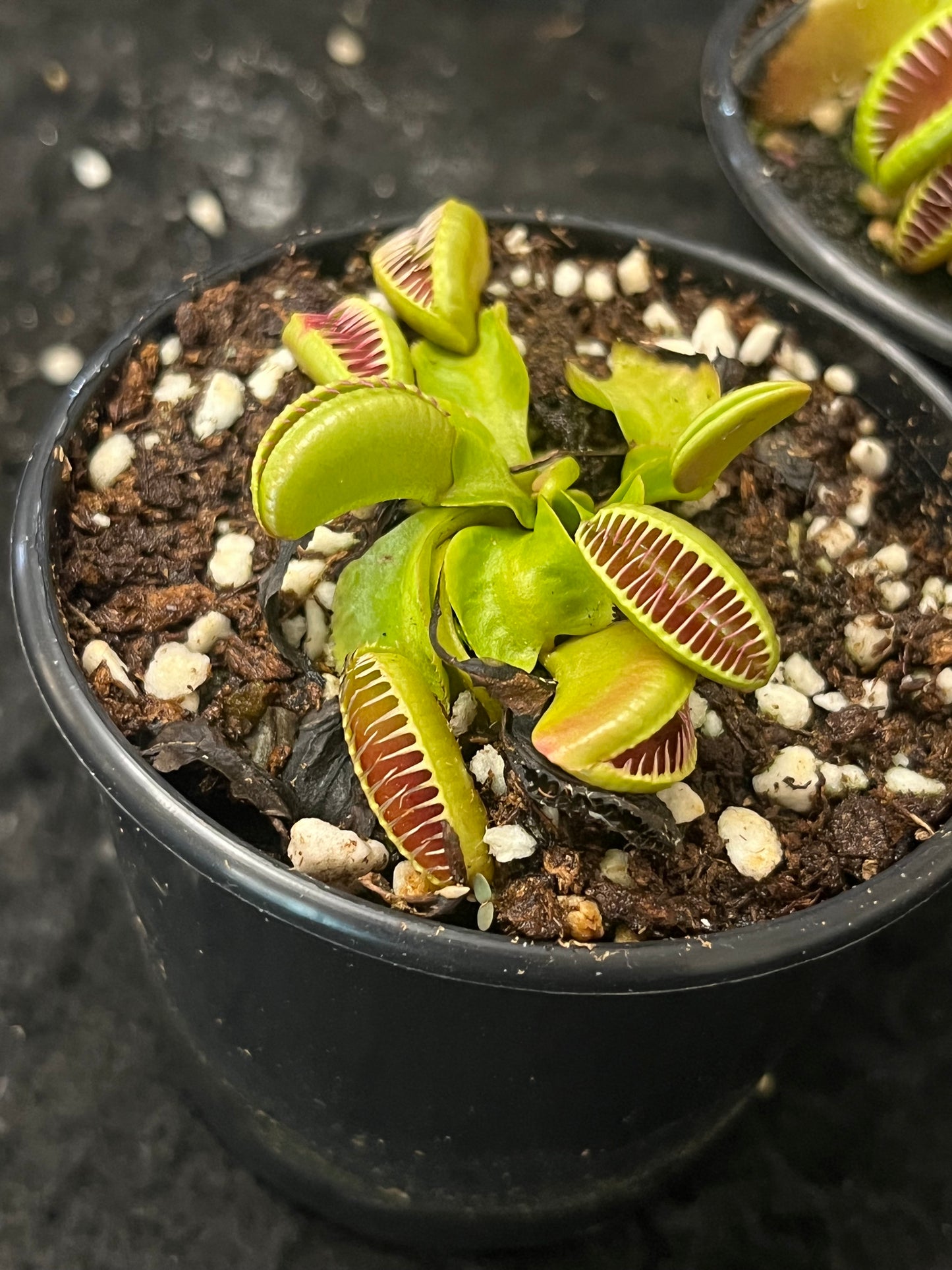 Dionaea muscipula 'Ramesse I'