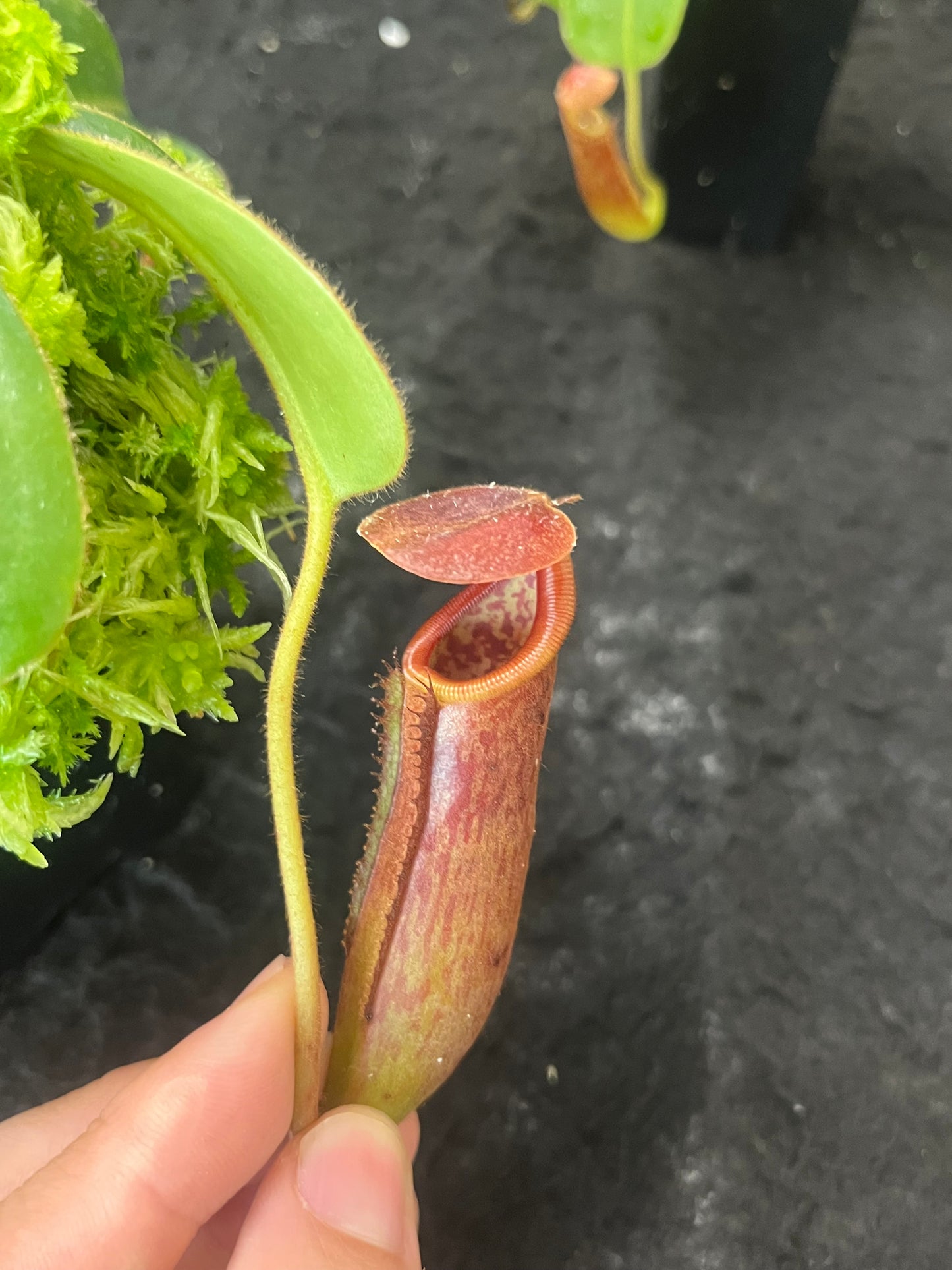 Nepenthes glandulifera x trusmadiensis