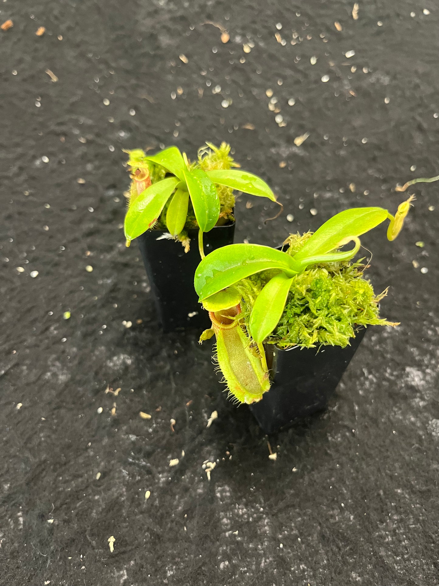 Nepenthes spathulata x hamata