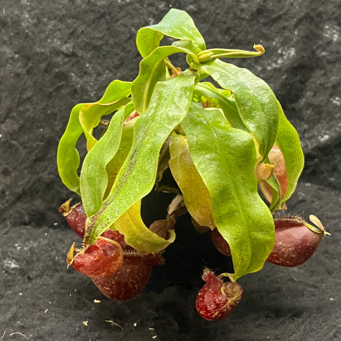 Nepenthes [mirabilis wings x (viking x ampullaria)] x (ampullaria x northiana) SG