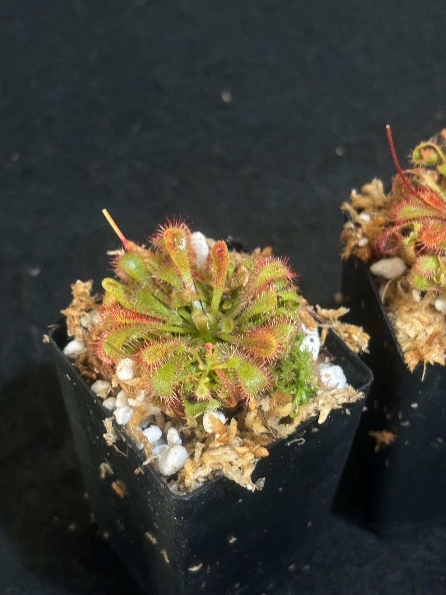 Drosera spatulata x ultramafica