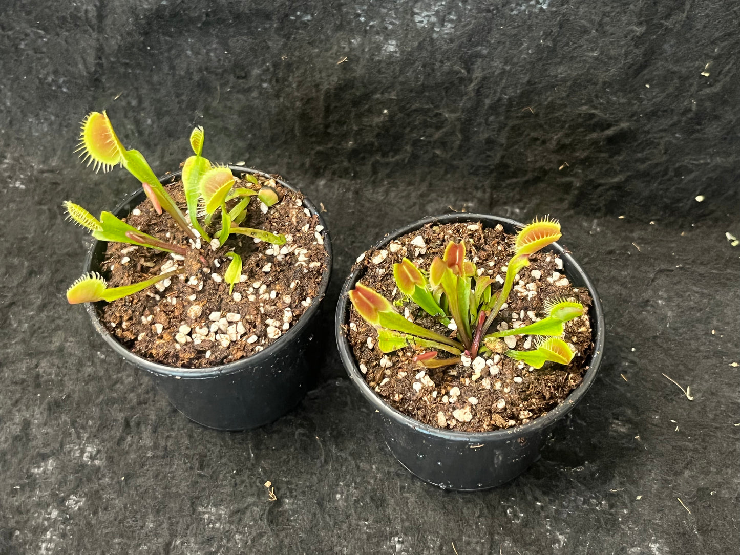 Dionaea muscipula 'Red and fused tooth