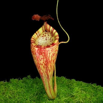 Nepenthes talangensis x glandulifera