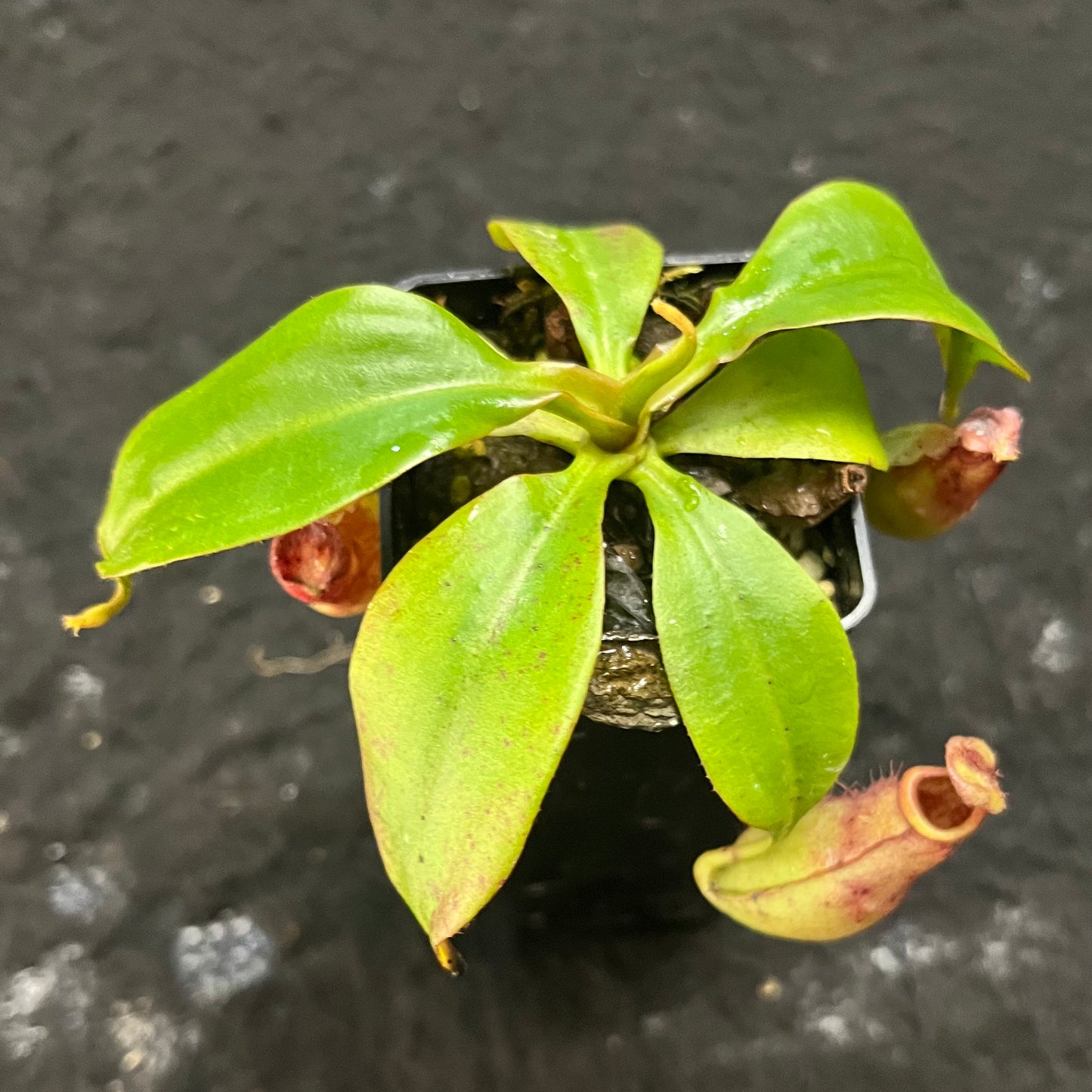 Nepenthes [mirabilis wings x (viking x ampullaria)] x (ampullaria x northiana) SG