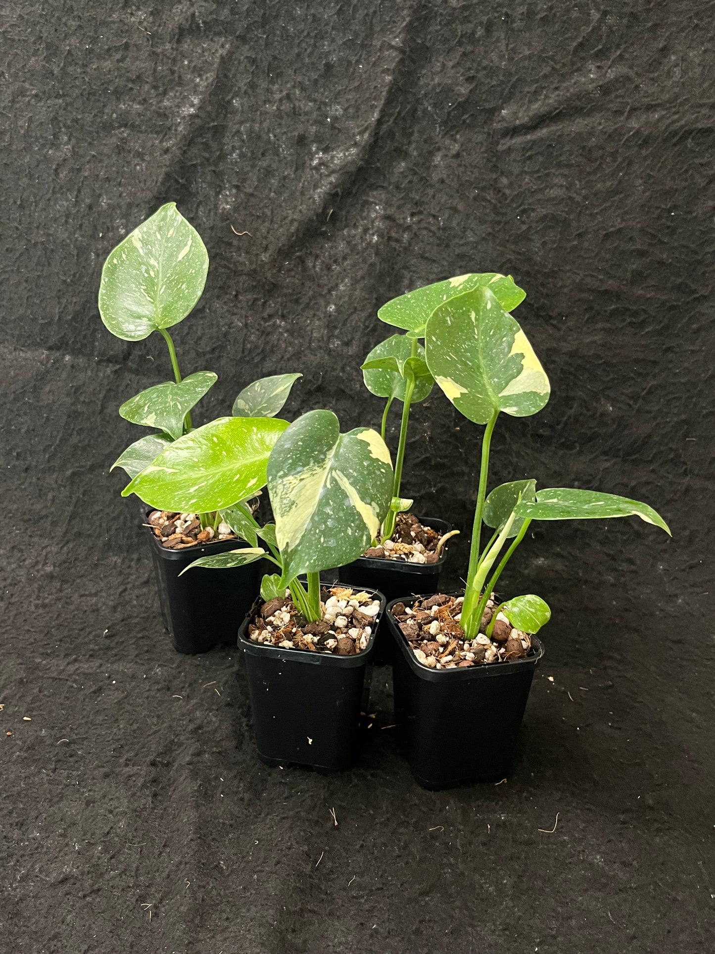 Monstera Thai Constellation