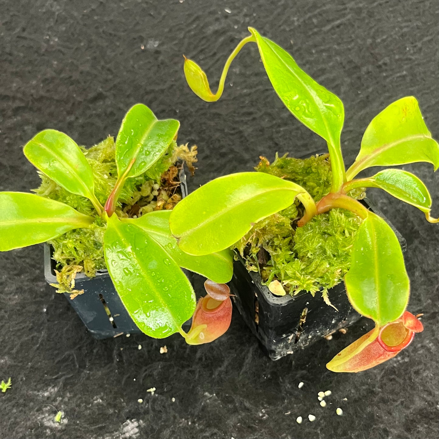 Nepenthes robcantleyi x jacquelineae BE-4028