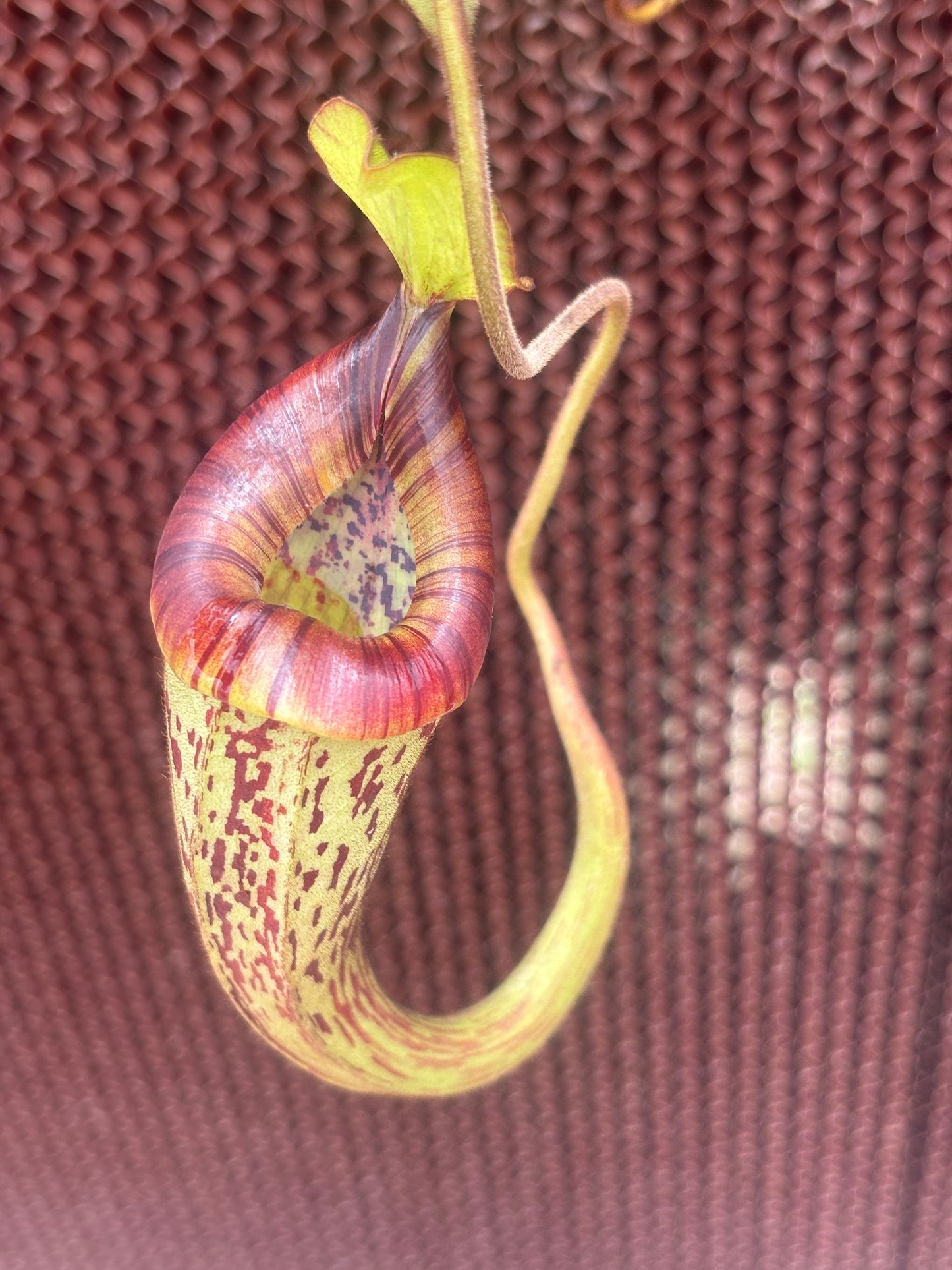Nepenthes platychila BE-4065