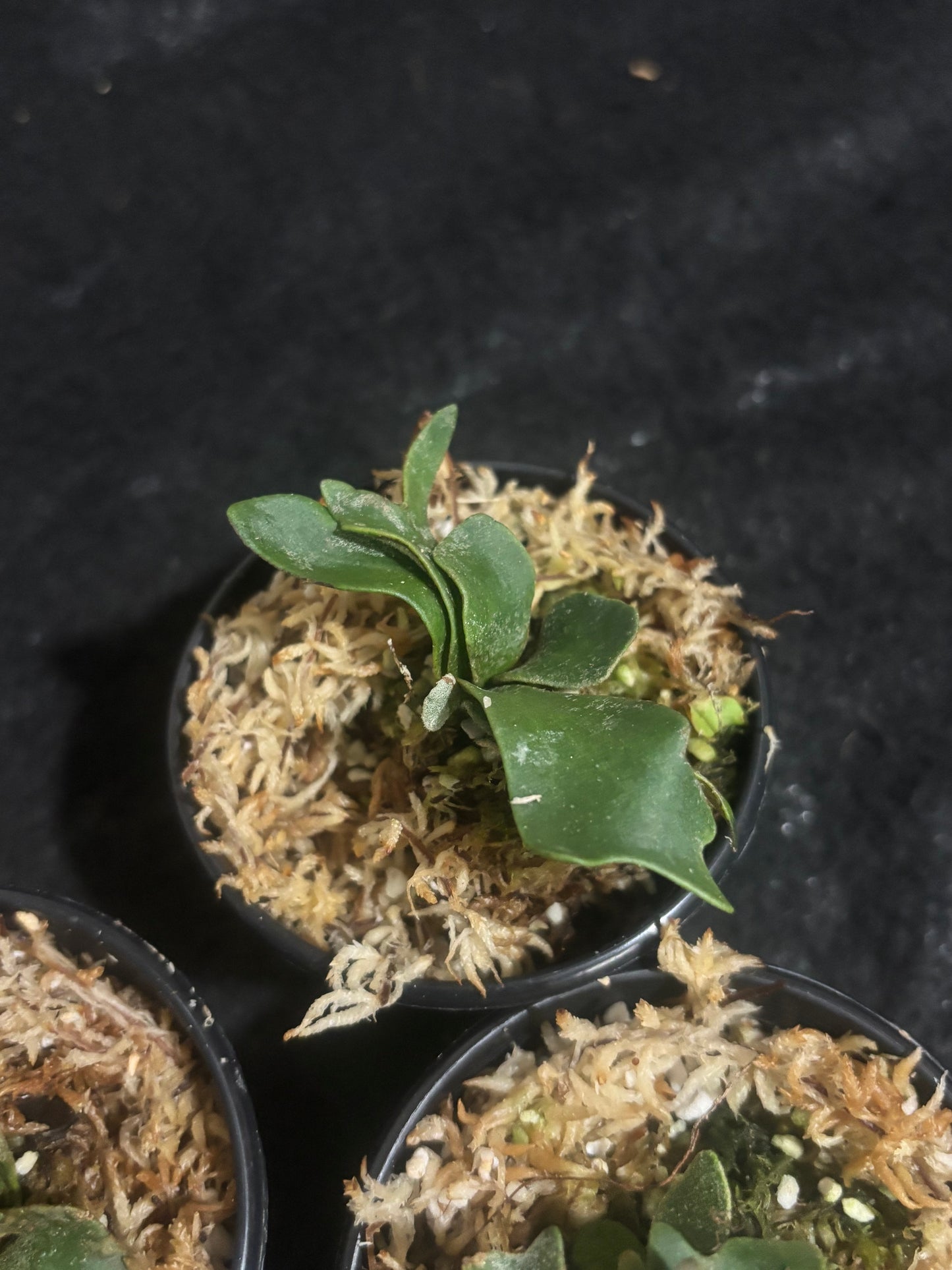 Platycerium willinckii ‘Bacteria’