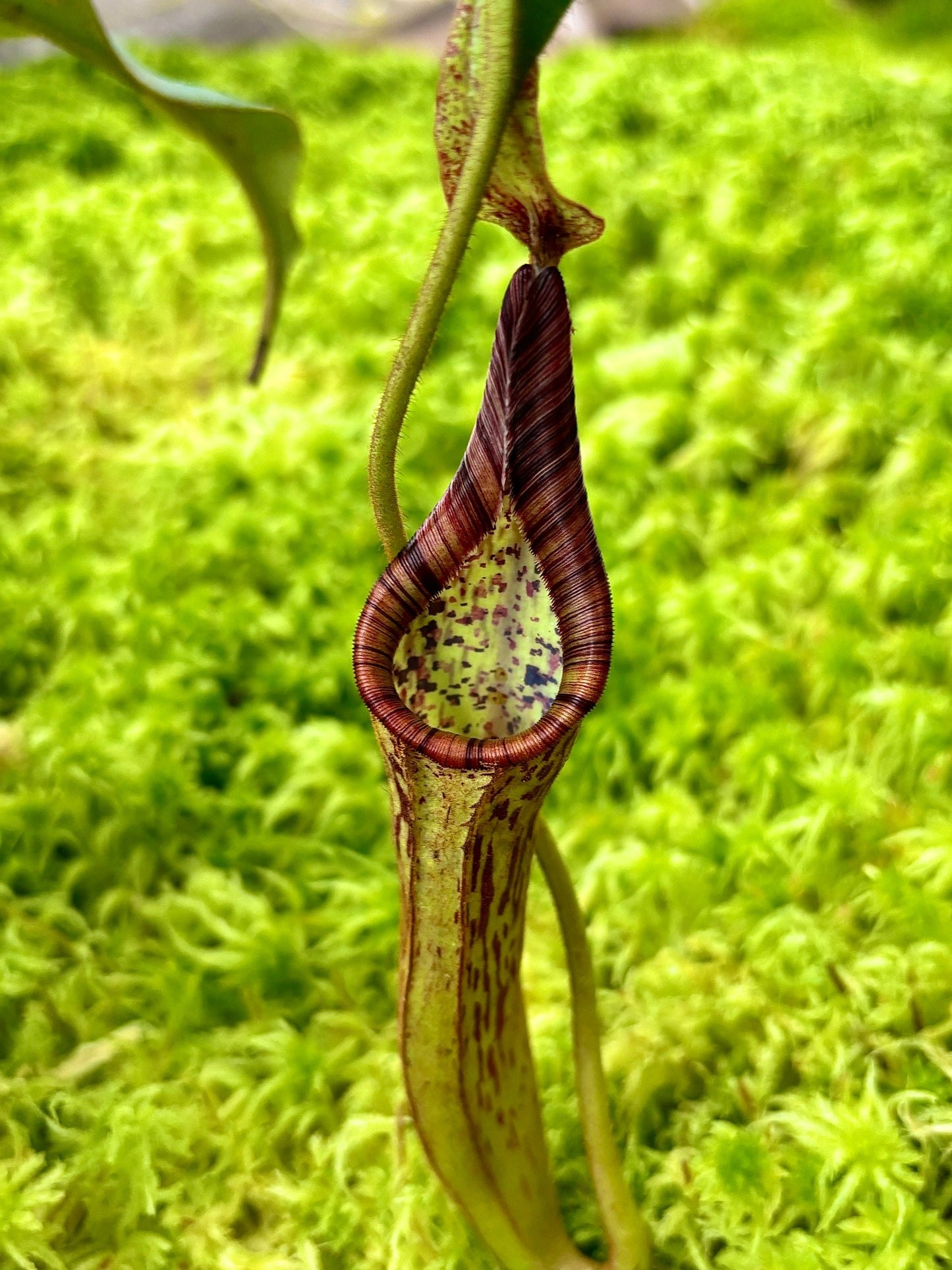 Nepenthes epiphytica x mollis