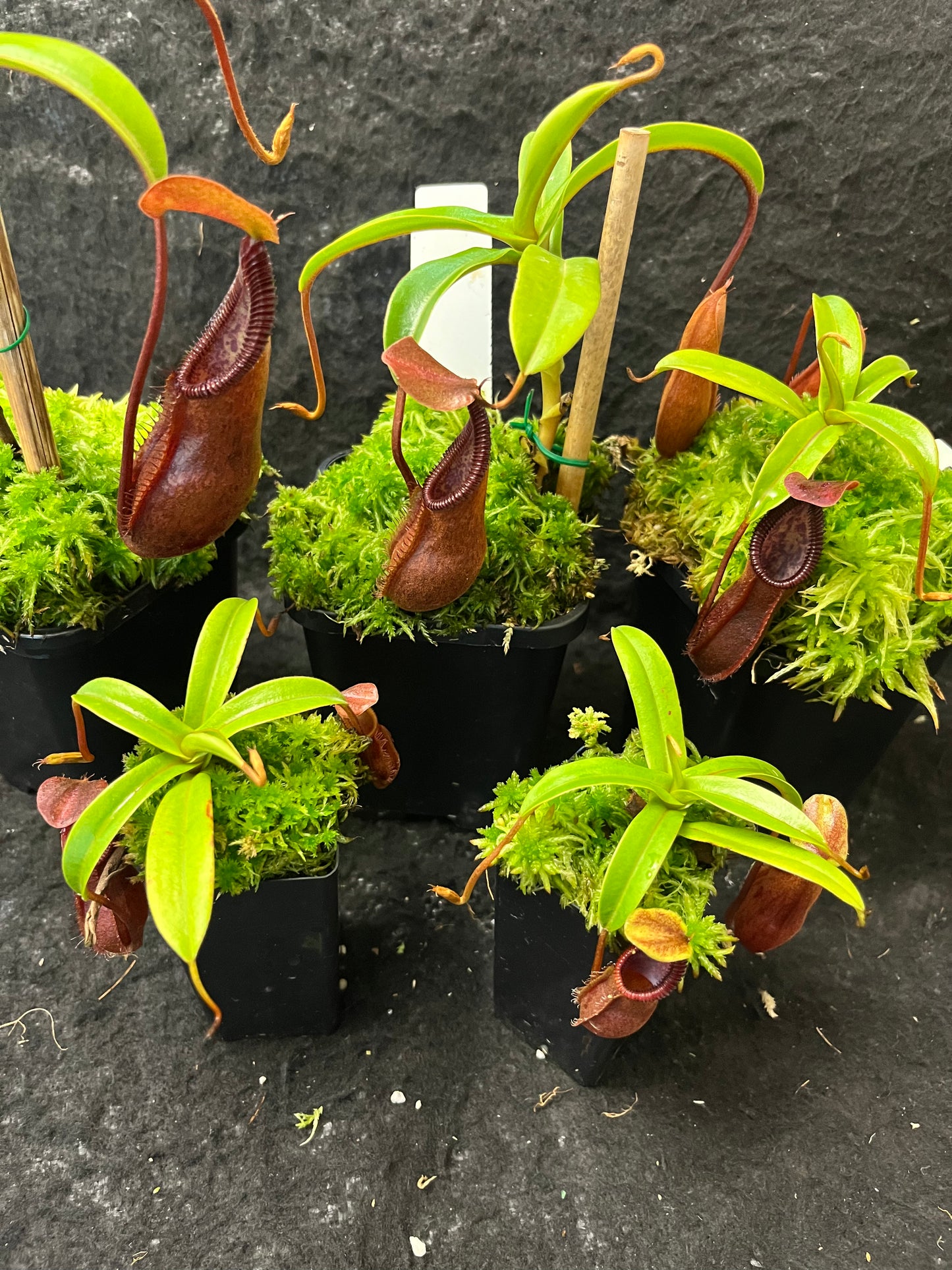 Nepenthes singalana x diabolica BE-3900