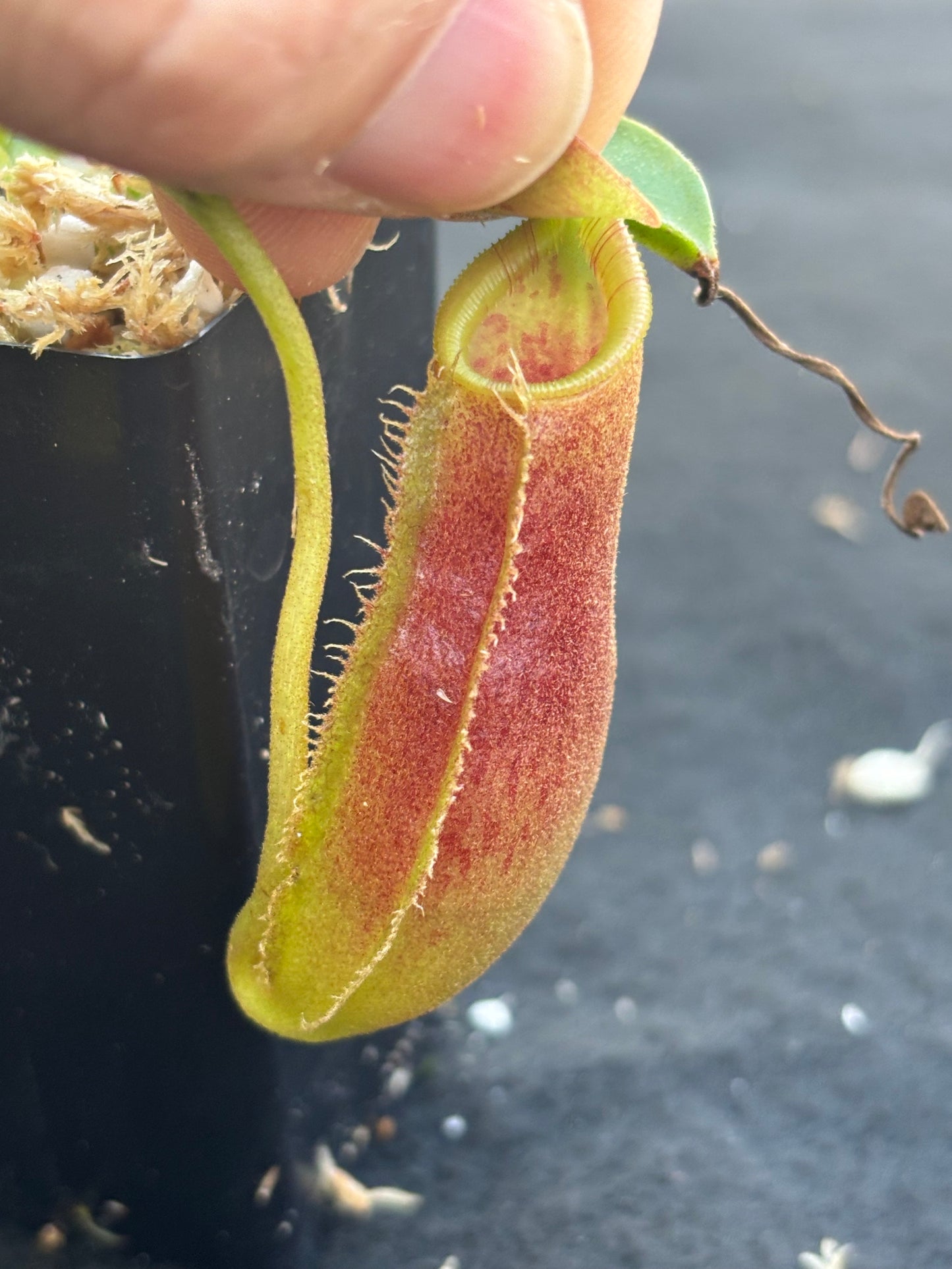 Nepenthes spathulata x lowii BE-4517